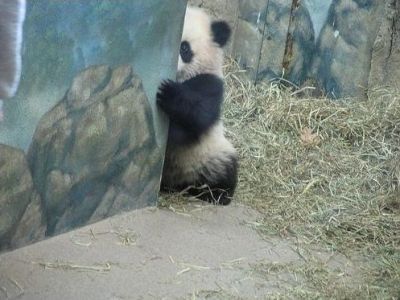 パンチラ